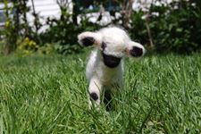 Lamb Best